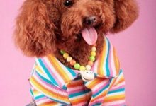 怎么教泰迪敬礼-爱狗网