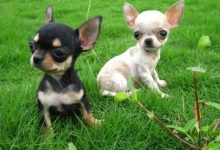 市场价格吉娃娃多少钱一只-爱狗网