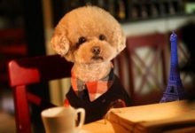 泰迪和吉娃娃哪个智商高-爱狗网