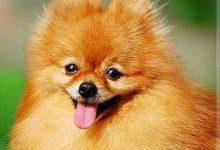 博美犬价格多少钱一只-爱狗网