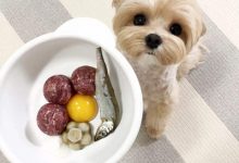 食物刺激训练狗狗方法-爱狗网