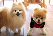 博美犬美系和英系有什么不同-爱狗网