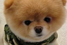 美系博美-爱狗网