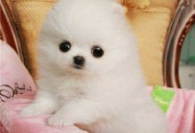 博美乱吃东西怎么办-爱狗网