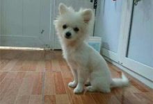 博美剃毛后不长毛怎么办-爱狗网