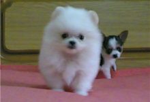 博美犬脱毛怎么办呢-爱狗网