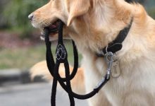 机械刺激训练狗狗法-爱狗网