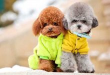 玩具贵宾犬价格多少钱一只-爱狗网