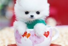 茶杯贵宾犬价格多少钱一只-爱狗网