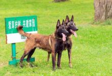 模仿训练狗狗法-爱狗网