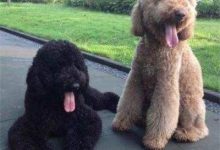 巨型贵宾犬多少钱-爱狗网