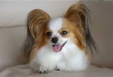 蝴蝶犬怎么养-爱狗网