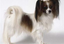 蝴蝶犬的形态特征-爱狗网