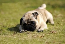 巴哥犬怎么养-爱狗网