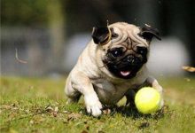 巴哥犬好养吗-爱狗网