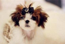 西施犬寿命有多长-爱狗网