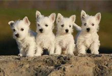 西高地白梗喂养要点-爱狗网