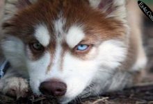 哈士奇犬智商排名第几-爱狗网