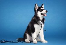 哈士奇怎么养-爱狗网