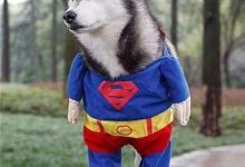 哈士奇性格-爱狗网