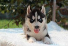 哈士奇喂养-爱狗网