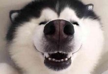 哈士奇不会狗叫的原因-爱狗网