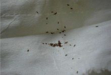 怎么判断狗狗身上是否有跳蚤-爱狗网