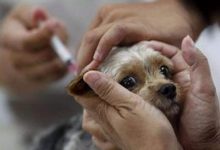 狗狗打疫苗针市场价格多少钱-爱狗网