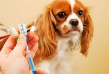 狗狗打疫苗的程序-爱狗网