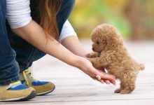 泰迪狗狗的训练方法-爱狗网