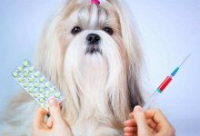 狗狗打疫苗的注意事项-爱狗网