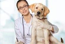 狗打疫苗有什么禁忌-爱狗网