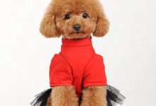 给狗狗穿衣服的注意事项-爱狗网