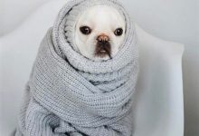 给狗狗穿衣服有哪些危害-爱狗网