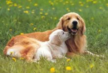 狗狗起名字注意什么-爱狗网