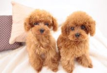 贵宾犬品种图片-爱狗网