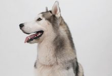 西伯利亚雪橇犬品种图片-爱狗网