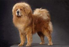 藏獒品种图片-爱狗网