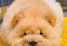 松狮犬品种图片-爱狗网