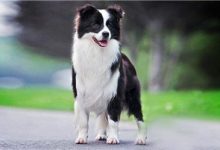 边境牧羊犬品种图片-爱狗网
