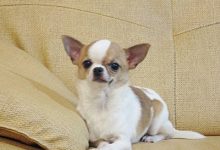 吉娃娃品种图片-爱狗网