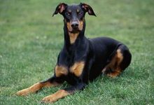 杜宾犬品种图片-爱狗网