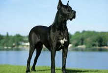 大丹犬品种图片-爱狗网