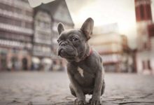 法国斗牛犬品种图片-爱狗网