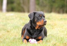 罗威纳犬品种图片-爱狗网