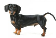 腊肠犬品种图片-爱狗网