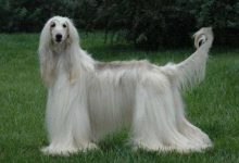 阿富汗猎犬品种图片-爱狗网