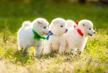 萨摩耶犬品种图片-爱狗网