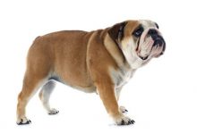 英国斗牛犬品种图片-爱狗网