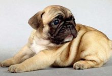 巴哥犬品种图片-爱狗网